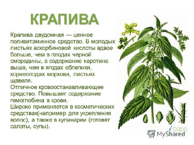 Проект по окружающему миру 3 класс крапива
