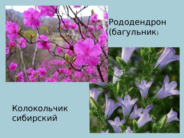 Рододендрон (багульник ) Колокольчик сибирский 