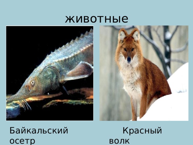 животные Байкальский осетр  Красный волк 