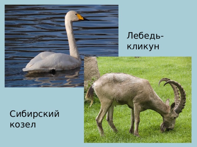 Лебедь-кликун Сибирский козел 