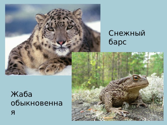 Снежный барс Жаба обыкновенная 
