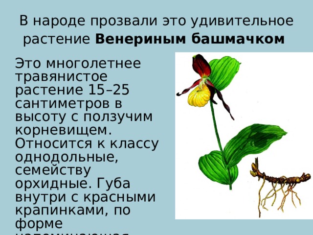 Растения путешественники 2 класс занков презентация