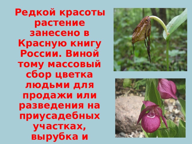  Редкой красоты растение занесено в Красную книгу России. Виной тому массовый сбор цветка людьми для продажи или разведения на приусадебных участках, вырубка и уничтожение лесов, строительство новых автодорог.  