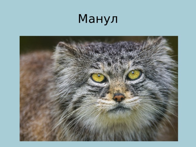 Манул 