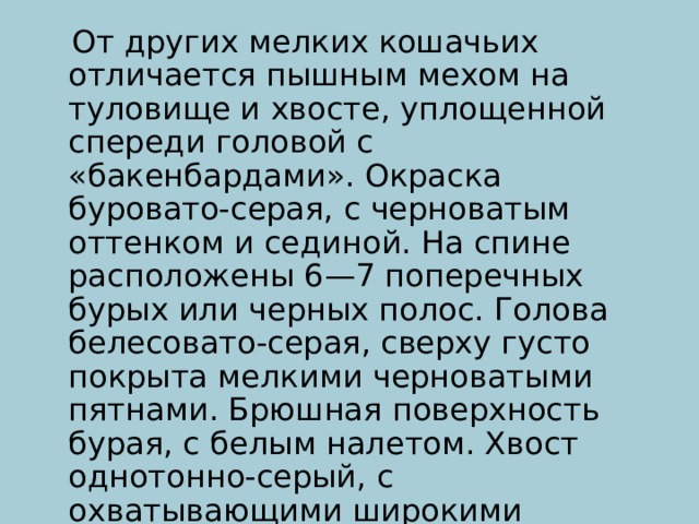  От других мелких кошачьих отличается пышным мехом на туловище и хвосте, уплощенной спереди головой с «бакенбардами». Окраска буровато-серая, с черноватым оттенком и сединой. На спине расположены 6—7 поперечных бурых или черных полос. Голова белесовато-серая, сверху густо покрыта мелкими черноватыми пятнами. Брюшная поверхность бурая, с белым налетом. Хвост однотонно-серый, с охватывающими широкими темными кольцами. 