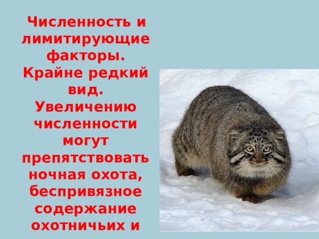 Численность и лимитирующие факторы. Крайне редкий вид. Увеличению численности могут препятствовать ночная охота, беспривязное содержание охотничьих и пастушьих собак. 