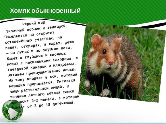 Хомяк обыкновенный 