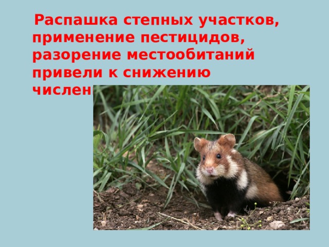  Распашка степных участков, применение пестицидов, разорение местообитаний привели к снижению численности. 