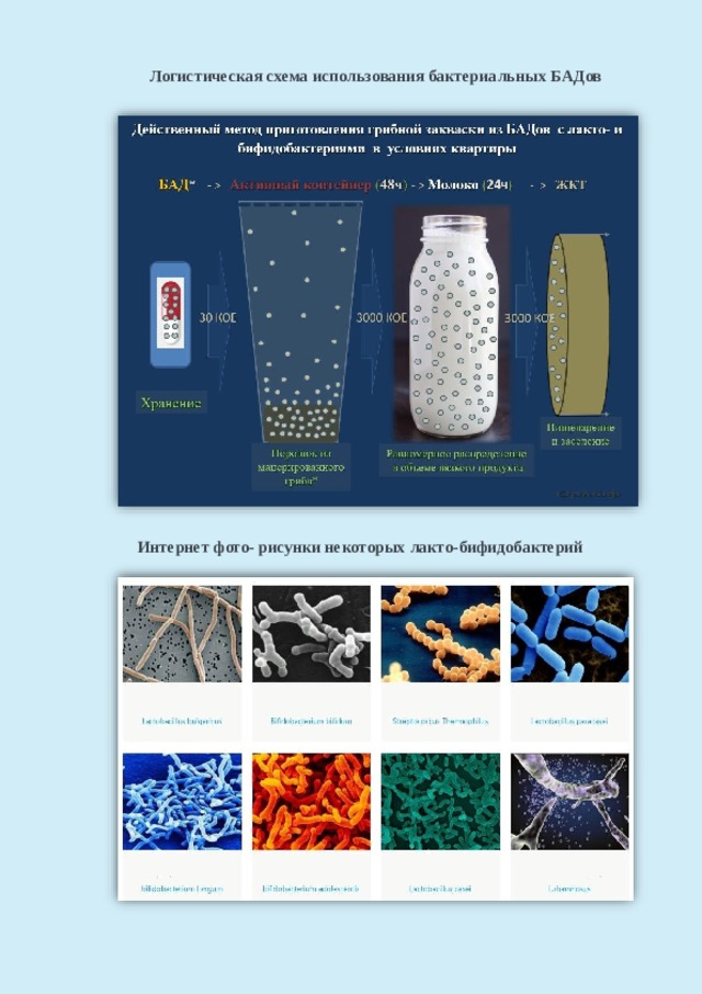 Логистическая схема использования бактериальных  БАДов Интернет фото- рисунки некоторых  лакто-бифидобактерий 