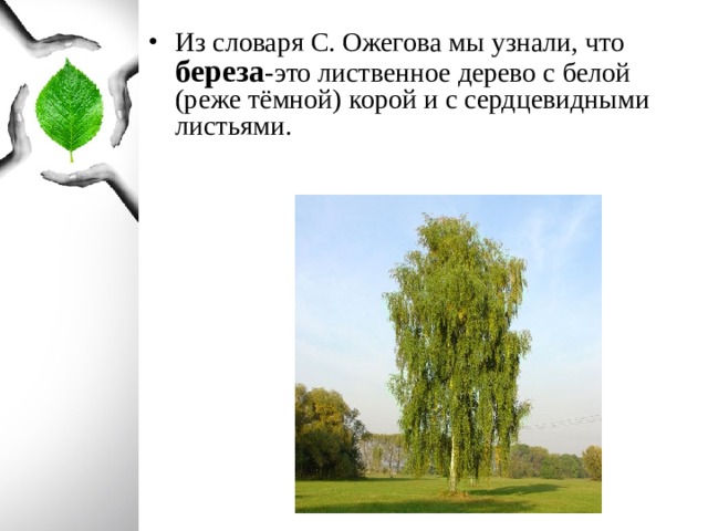 Из словаря С. Ожегова мы узнали, что береза - это лиственное дерево с белой (реже тёмной) корой и с сердцевидными листьями.  