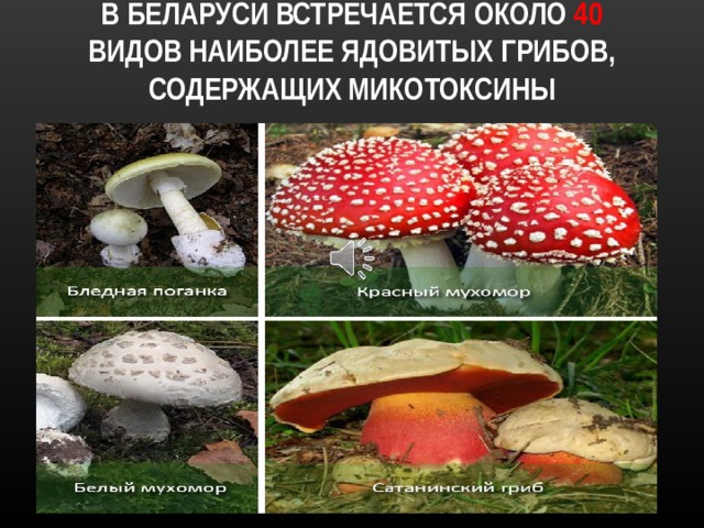 В БЕЛАРУСИ ВСТРЕЧАЕТСЯ ОКОЛО 40 ВИДОВ НАИБОЛЕЕ ЯДОВИТЫХ ГРИБОВ, СОДЕРЖАЩИХ МИКОТОКСИНЫ В Беларуси встречается около двух с половиной тысяч видов грибов, из них более двухсот видов представляют опасность для здоровья человека, и около сорока относится к ядовитым. Основным поражающим веществом грибов являются микотоксины, устойчивые к обычным методам кулинарной обработки, вызывающие пищевые отравления. Все знакомы с красным мухомором, бледной поганкой, белым мухомором. Но нужно правильно собирать грибы, чтобы не принять ложные опята или ложные белые за съедобные.  