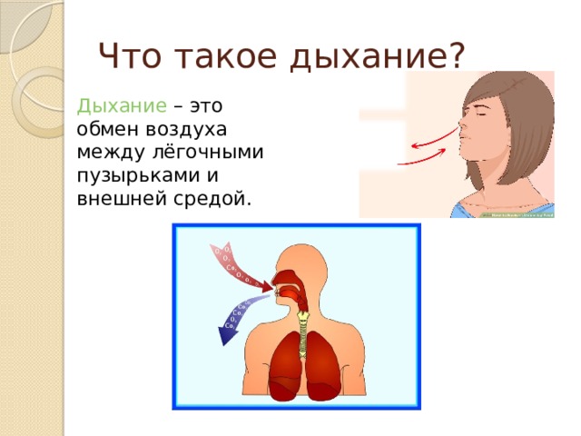 Что такое дыхание? Дыхание – это обмен воздуха между лёгочными пузырьками и внешней средой. 