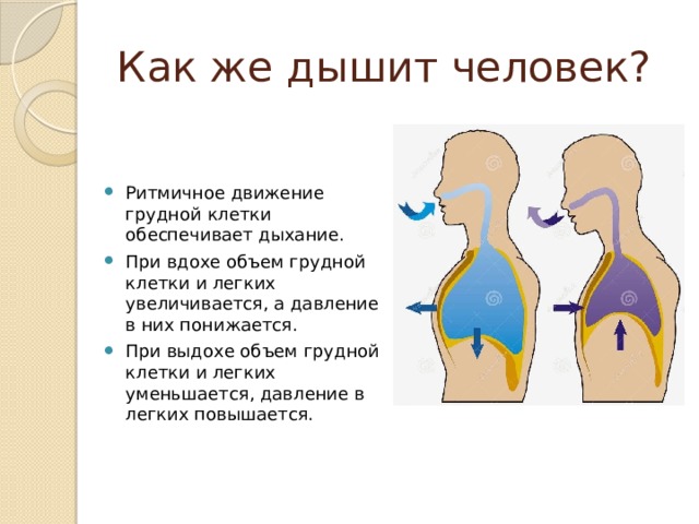 Как же дышит человек? Ритмичное движение грудной клетки обеспечивает дыхание. При вдохе объем грудной клетки и легких увеличивается, а давление в них понижается. При выдохе объем грудной клетки и легких уменьшается, давление в легких повышается. 