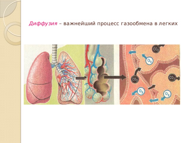  Диффузия – важнейший процесс газообмена в легких   