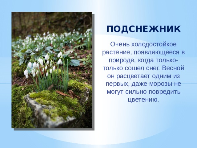 ПОДСНЕЖНИК Очень холодостойкое растение, появляющееся в природе, когда только-только сошел снег. Весной он расцветает одним из первых, даже морозы не могут сильно повредить цветению. 
