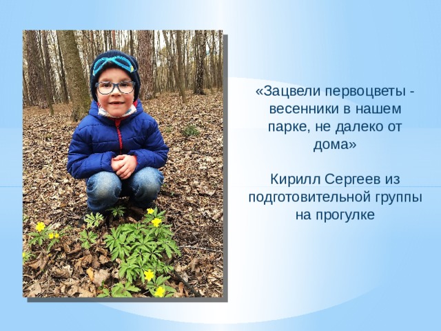 «Зацвели первоцветы - весенники в нашем парке, не далеко от дома» Кирилл Сергеев из подготовительной группы на прогулке 
