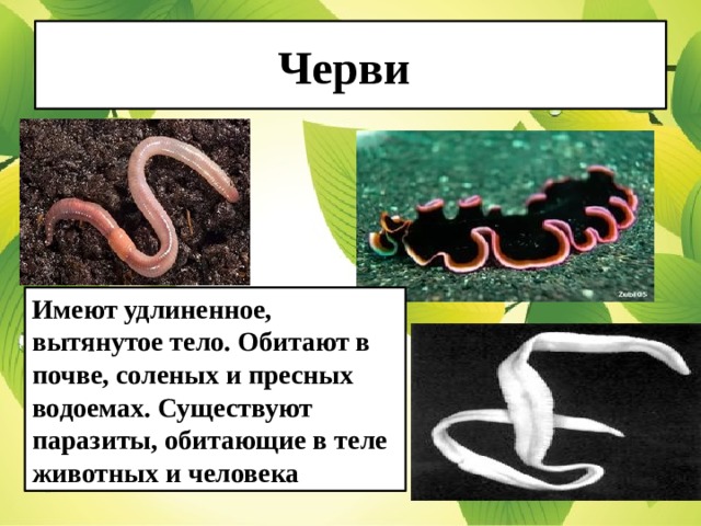 Примеры группы червей. Беспозвоночные животные черви.