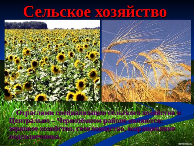 Сельское хозяйство Воронежской области Agroportal