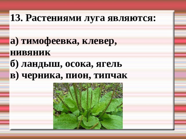 13. Растениями луга являются:  а) тимофеевка, клевер, нивяник б) ландыш, осока, ягель в) черника, пион, типчак 