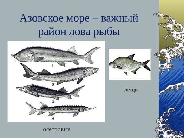 Азовское море – важный район лова рыбы лещи осетровые 