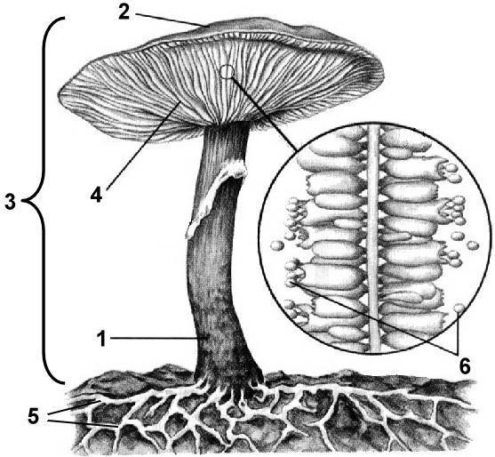 Рассмотрите рисунок подпишите названия частей гриба обозначенные цифрами