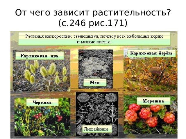 От чего зависит растительность?  (с.246 рис.171) 