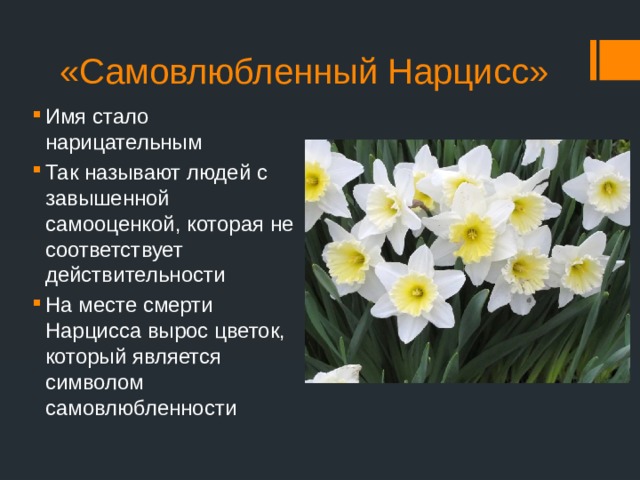 «Самовлюбленный Нарцисс» Имя стало нарицательным Так называют людей с завышенной самооценкой, которая не соответствует действительности На месте смерти Нарцисса вырос цветок, который является символом самовлюбленности 