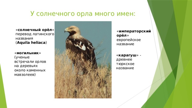 У солнечного орла много имен: « солнечный орёл » перевод латинского названия ( Aquila heliaca ) « императорский орёл » европейское название « могильник » (ученые встречали орлов на деревьях около каменных мавзолеев) « карагуш » - древнее тюркское название 