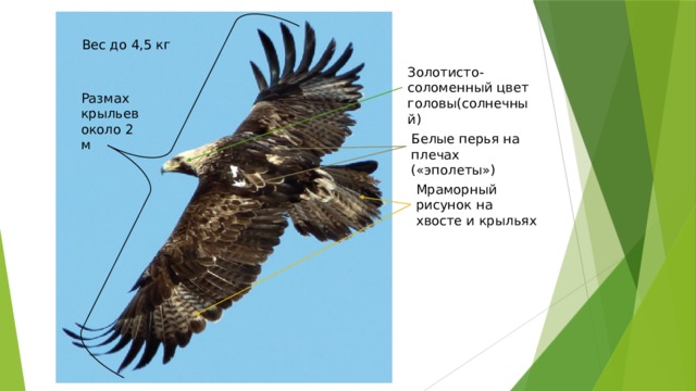 Вес до 4,5 кг Золотисто-соломенный цвет головы(солнечный) Размах крыльев около 2 м Белые перья на плечах («эполеты») Мраморный рисунок на хвосте и крыльях 