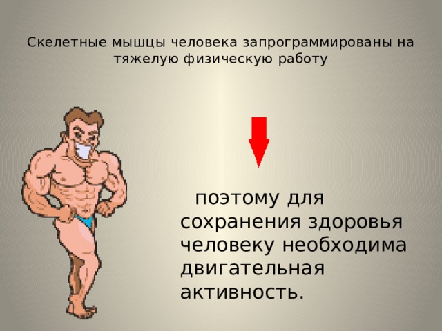  Скелетные мышцы человека запрограммированы на тяжелую физическую работу  поэтому для сохранения здоровья человеку необходима двигательная активность. 