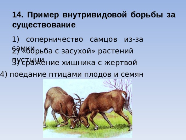 14. Пример внутривидовой борьбы за существование : 1) соперничество самцов из-за самки 2) «борьба с засухой» растений пустыни 3) сражение хищника с жертвой 4) поедание птицами плодов и семян 