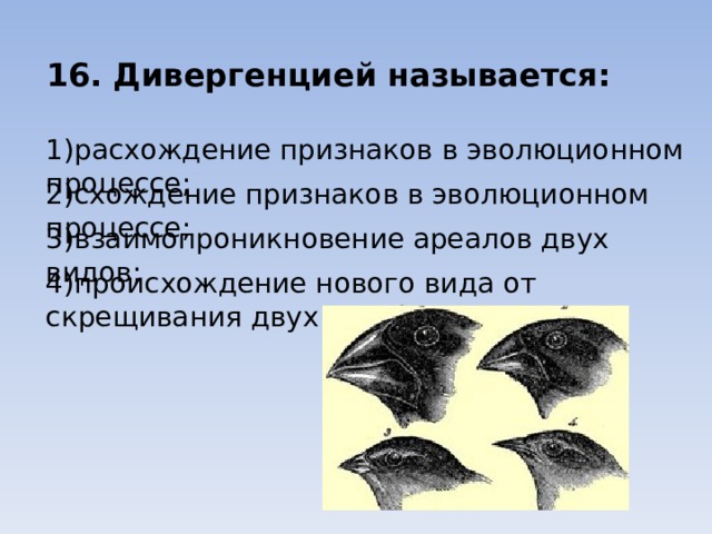 16. Дивергенцией называется: 1)расхождение признаков в эволюционном процессе; 2)схождение признаков в эволюционном процессе; 3)взаимопроникновение ареалов двух видов; 4)происхождение нового вида от скрещивания двух или более видов 