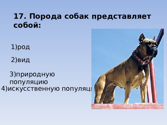 17. Порода собак представляет собой: 1)род 2)вид 3)природную популяцию 4)искусственную популяцию 