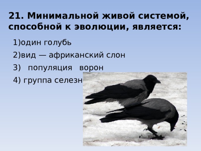 21. Минимальной живой системой, способной к эволюции, является: 1)один голубь 2)вид — африканский слон 3) популяция ворон 4) группа селезней 