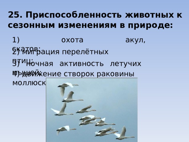 25. Приспособленность животных к сезонным изменениям в природе: 1) охота акул, скатов; 2) миграция перелётных птиц; 3) ночная активность летучих мышей; 4) движение створок раковины моллюска. 