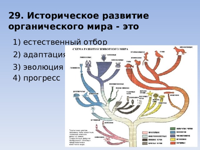 29. Историческое развитие органического мира - это 1) естественный отбор 2) адаптация 3) эволюция 4) прогресс 