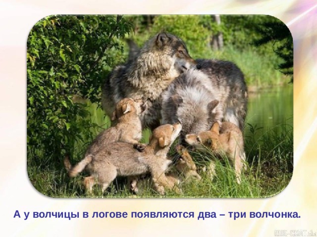 А у волчицы в логове появляются два – три волчонка. 
