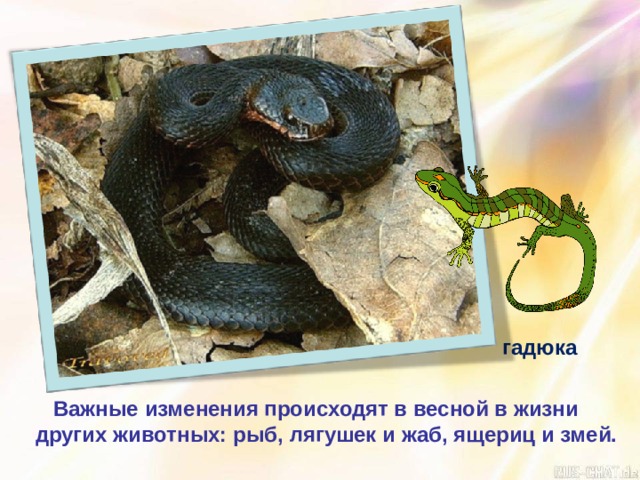 гадюка  Важные изменения происходят в весной в жизни  других животных: рыб, лягушек и жаб, ящериц и змей. 