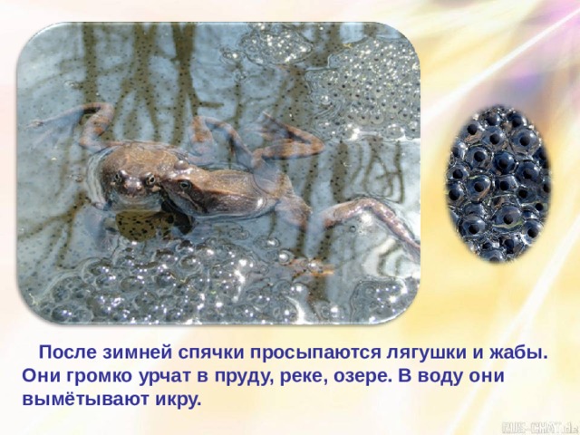  После зимней спячки просыпаются лягушки и жабы. Они громко урчат в пруду, реке, озере. В воду они вымётывают икру. 