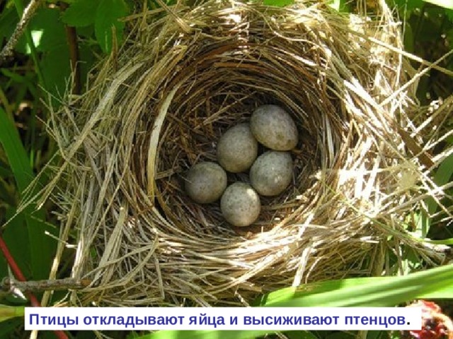 Птицы откладывают яйца и высиживают птенцов . 