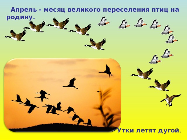  Апрель - месяц великого переселения птиц на  родину. Утки летят дугой . 