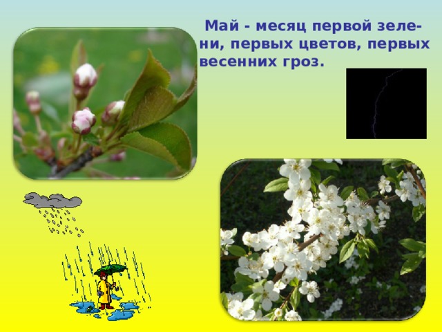  Май - месяц первой зеле- ни, первых цветов, первых весенних гроз. 