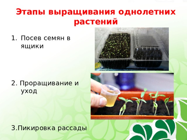 Этапы выращивания однолетних растений Посев семян в ящики 2. Проращивание и уход 3.Пикировка рассады 