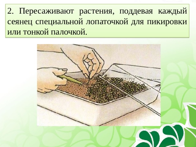 2. Пересаживают растения, поддевая каждый сеянец специальной лопаточкой для пикировки или тонкой палочкой. 