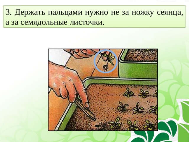 3. Держать пальцами нужно не за ножку сеянца, а за семядольные листочки. 