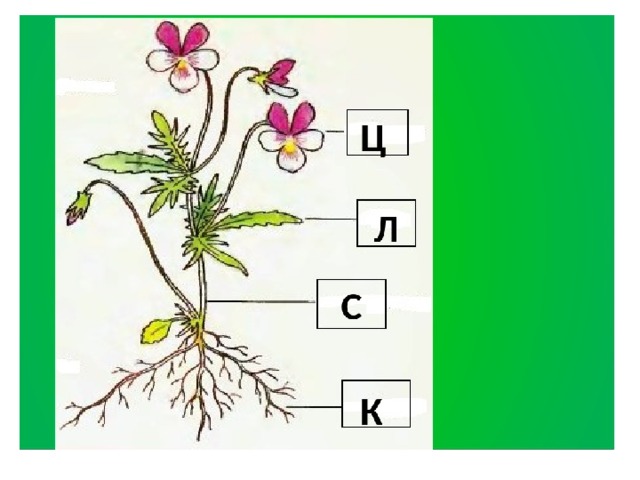 Части растения 1 класс окружающий. Строение растений 1 класс. Строение разных растений. Части растений карточка. Части растений окружающий мир.