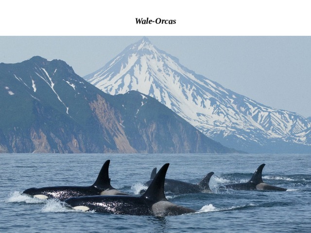 Wale-Orcas 