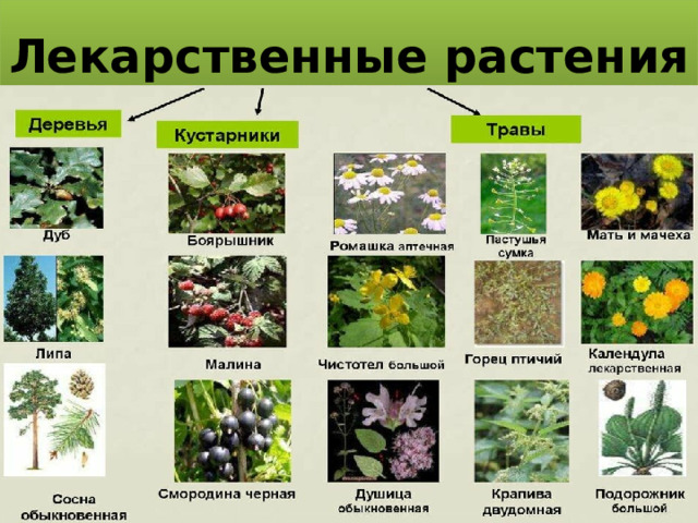 Лекарственные растения 