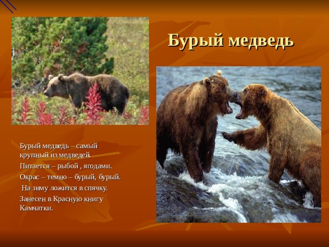 Почему медведи занесены в красную книгу. Животные красной книги Камчатки. Медведь красная книга. Описание медведя. Камчатский медведь занесен в красную книгу.