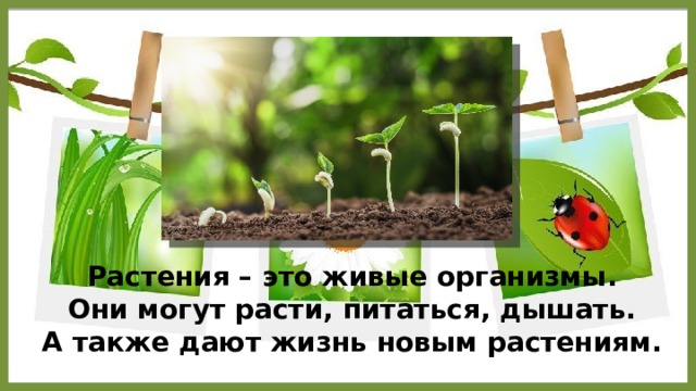  Растения – это живые организмы.  Они могут расти, питаться, дышать.  А также дают жизнь новым растениям. image (2000×1331) (foolcdn.com) растение  
